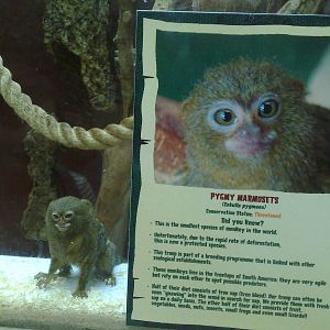 Pygmy marmoset - Amazonia - Scotland 07