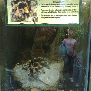 Red kneed tarantula - Amazonia - Scotland - 07