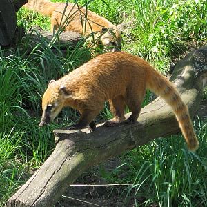 Coati's