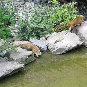 Coati's