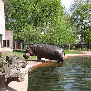 Hippo