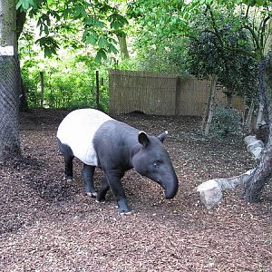 Malayan tapir