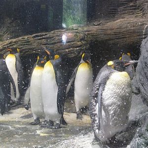 Penguins