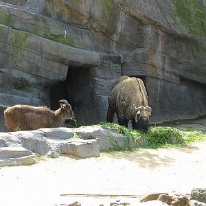 Tahr and Takin