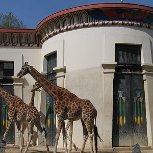 Girafs and the Egyptian Temple