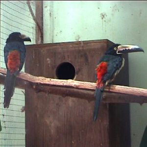 Aracari aviary at Amazon world