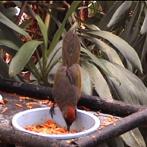 What is this at Amazon world?