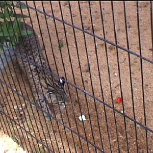 Cat species at Amazon world