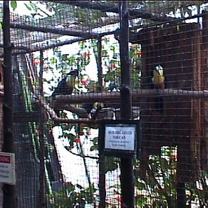 Red breasted toucan aviary