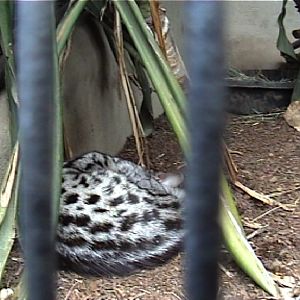 ????? at San Diego zoo