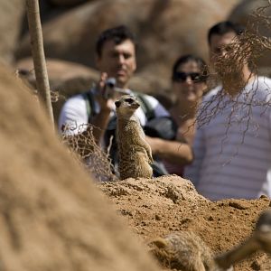 Suricate at Bioparc Valencia, Spain