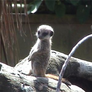 Baby Meerkat