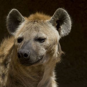 Spotted Hyena at Bioparc Valencia, Spain