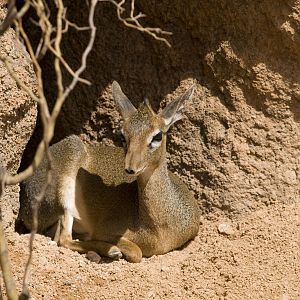 Kirk´s Dik-dik at Bioparc Valencia, Spain