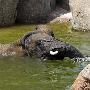 African Elephants taking a bath at Bioparc Valencia, Spain