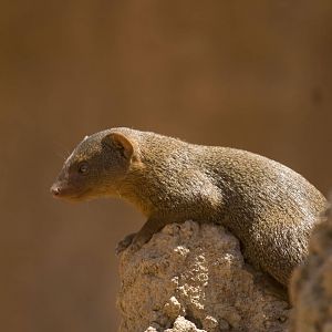 Dwarf Mongoose at Bioparc Valencia, Spain