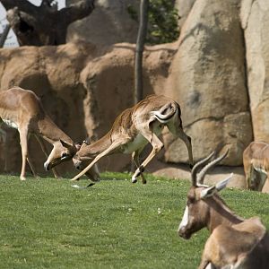 Impalas fighting at Bioparc Valencia, Spain