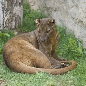 Fossa at Bioparc Valencia, Spain