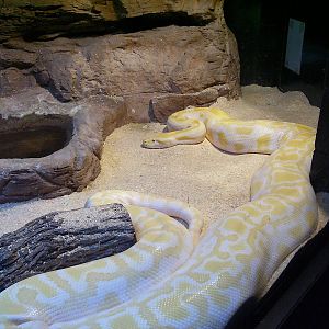 Albino Burm
