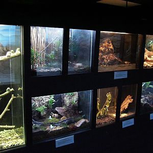 Frog/Invert Exhibits