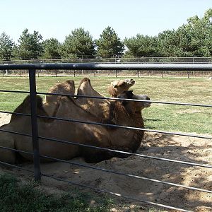 Bactrian Camel
