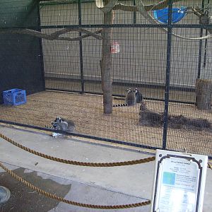 Lemur enclosures