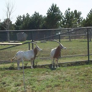 Scimitar-horned Oryx