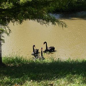 Black Swans