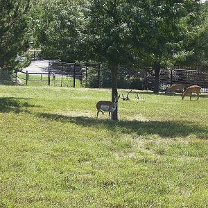 Pronghorn/Mule deer