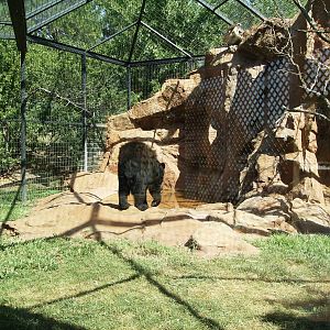 Black Bear exhibit