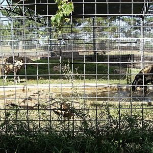 African Hunting Dogs
