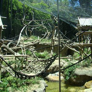 Sun Bear Forest - Lion-tailed Macaque exhibit
