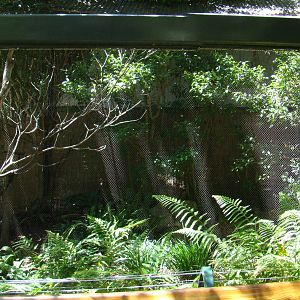 Sun Bear Forest - Aviary