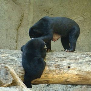 Sun Bear Forest - Sun Bears