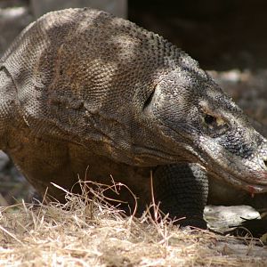 big Komodo dragon, Rinca, June 2009