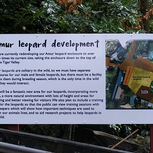Amur leopard development info - 5 July 2009