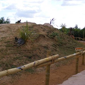 Wallaby walkabout - 5 July 2009