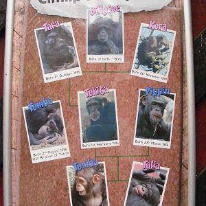 Chimp family tree - 5 July 2009