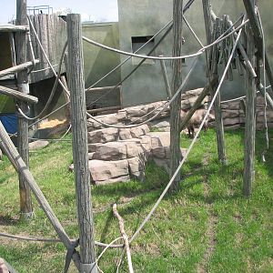 White-handed Gibbon and Japanese Serow