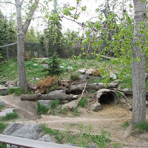 Grey Wolf Exhibit