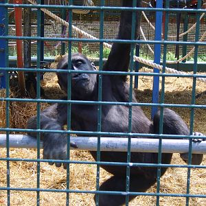 Gorilla young