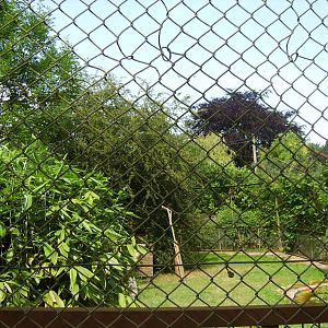 Amur Tiger Enclosure