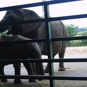 African Elephants
