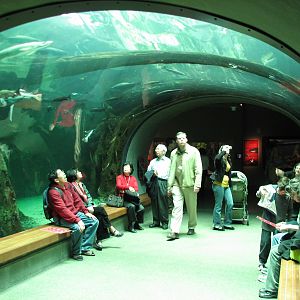 California Academy of Sciences - Osher Rain Forest's Aquarium