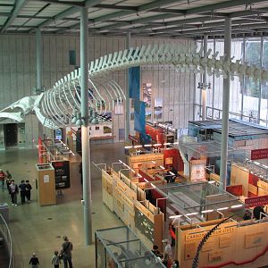 California Academy of Sciences - Exhibit Hall