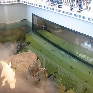 California Academy of Sciences - Steinhart Aquarium's Alligator Exhibit