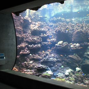 California Academy of Sciences - Steinhart Aquarium