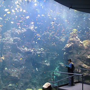 California Academy of Sciences - Steinhart Aquarium