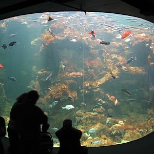 California Academy of Sciences - Steinhart Aquarium