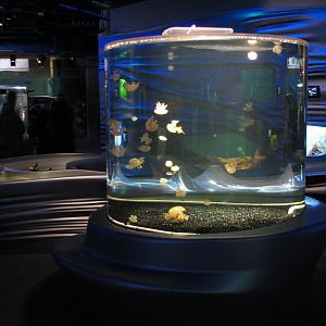 California Academy of Sciences - Steinhart Aquarium